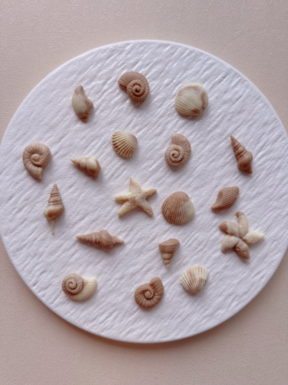 Seashells