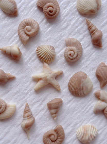 Seashells